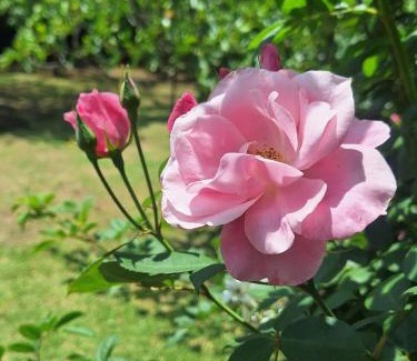 Dullstroom Apartment | Cinnamon & Sage Country Cabins