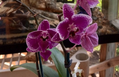 Rutherfordton Cottage | Come Enjoy The Small Homestead Oasis.