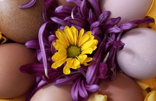 Rutherfordton Cottage | Come Enjoy The Small Homestead Oasis.