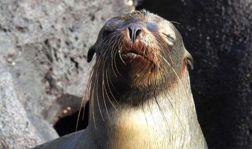 Puerto Villamil Bed & Breakfast | Cormorant Beach House