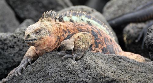 Puerto Villamil Bed & Breakfast | Cormorant Beach House