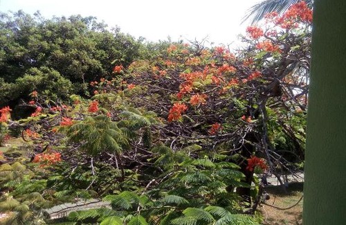 Sao Jose da Coroa Grande Apartment | coroa grande beach flat