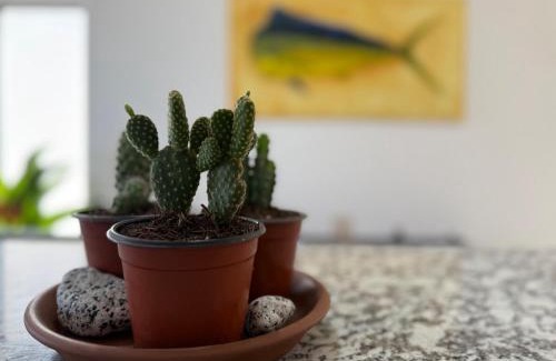 Los Cabos Apartment | Cozy full condo with pool and close to the beach