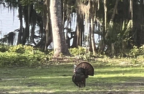 Georgetown House | Cozy Riverfront Home on Drayton Island, the bass fishing capital of the world!