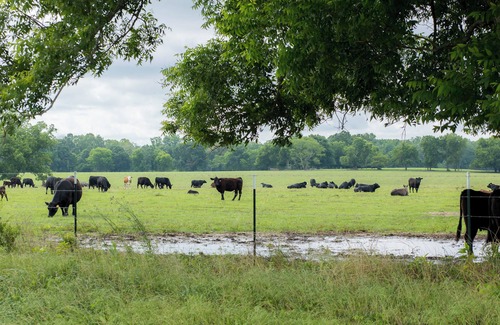 Blakely Cabin | Cozy Rustic Open Design Cabin with Fiber Internet/WiFi, AC in charming BlakelyGA