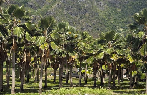 Ka'a'awa Apartment | Cozy studio in awesome Kaaawa with WiFi, AC, fitness room