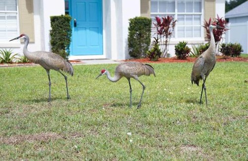 Sunridge Woods House | Cute Beach Villa w POOL/ 9 mile to Disney