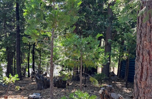 Phoenix Lake-Cedar Ridge House | Cute RV in the forested mountains at Cedar Ridge, Sonora for your vacation.