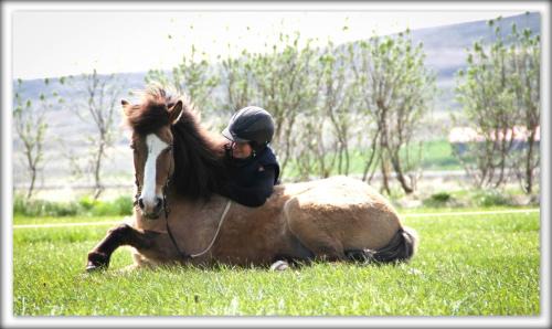 Hvammstangi Apartment | Dæli Apartments