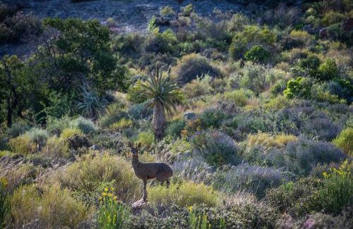 Calitzdorp House | Daniel's Kraal Guest Farm