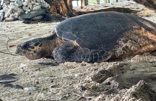 Turtle Bay Resort | Dany Island