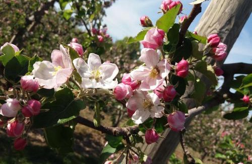 Hollern House | Das Apfelhaus