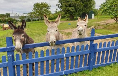 Plwmp House | Ddol Cottage Traditional Coastal cottage nr Llangrannog & New Quay with Donkeys