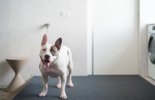 Tsubaki Onsen Apartment | Dog Hotel Shirahama ドッグホテル シラハマ