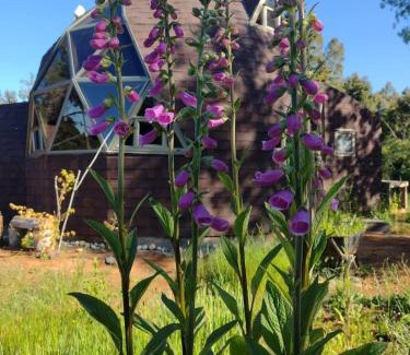 Valdivia Apartment | Domos Entre Luna y Bosque