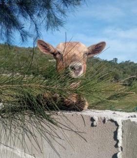 Maldonado Ski Chalet | Don Cleto "La Mimosa"
