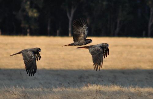 Wilga House | DONN4254C - Wilga Farm Stay - Cockatoo Cottage