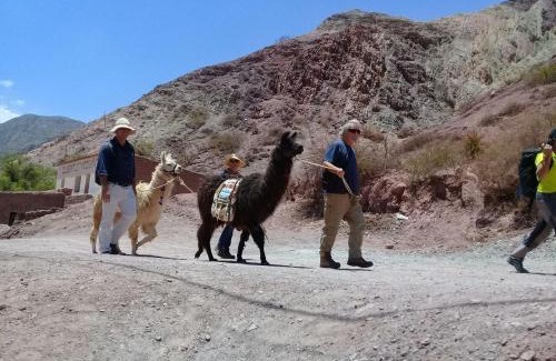 Maimara Ski Chalet | Dormir con llamas
