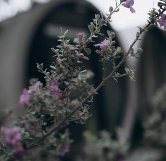 Hidalgo Other | El Cubil en Potrero Chico