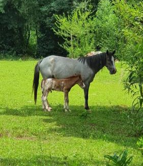 Nueve de Julio House | Estancia La Paulina! 1 hora de las Cataratas!