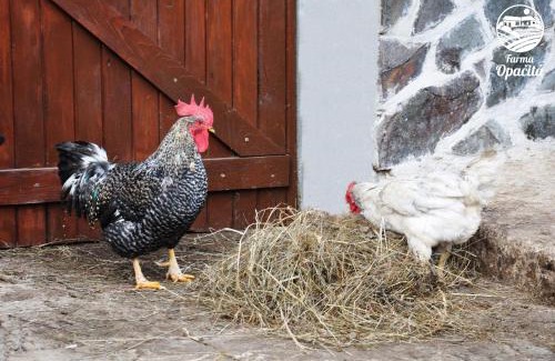 Valaska Bela House | Farma Opačitá