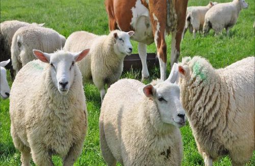 Westerkoog Apartment | Ferienhof Folger