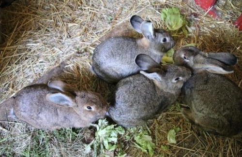 Westerkoog Apartment | Ferienhof Folger