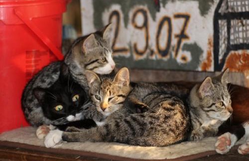 Westerkoog Apartment | Ferienhof Folger