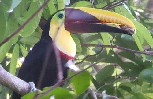 Carate Cabin | Finca la Bonita, Playa Carate