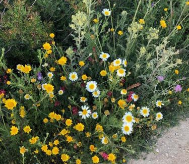 San Ambrosio Villa | Finca la Vina