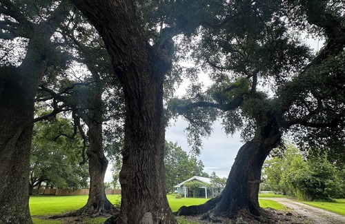 Breaux Bridge House | FIVE OAKS FARM🌳