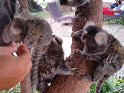 Saire Apartment | Flat Monte Castelo