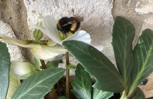 St Leonards Apartment | Forest Heath Holidays - Denphyl