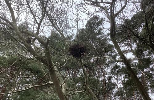 St Leonards Apartment | Forest Heath Holidays - Denphyl