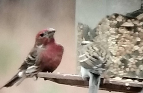 Ashland RV Rental | Full Hookup RV site-Pet Friendly! Big Foot Trail at Hairy Hiker Woods