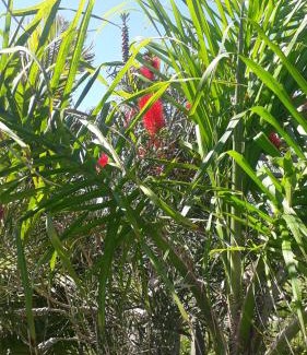 Balneario Gaivota House | Gaivota-Casa de Praia para veraneio - temporada Balneário Gaivotas-SC Família Kunhasky