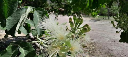 Delfinopolis House | Garden House Canastra