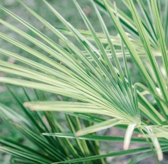 Clarkdale Bed & Breakfast | Georgia Palms & Gardens