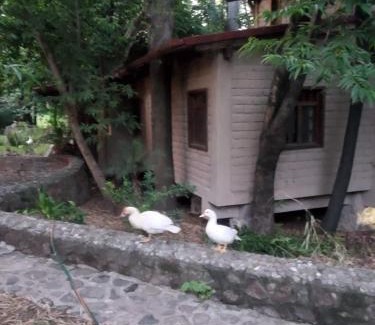 Xoxocotla Ski Chalet | Glamp de Lujo Teques Granja El Sol