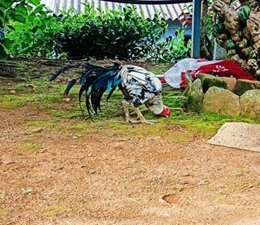 Yelagiri Hotel | Glass House By Cloud9Villa Resorts