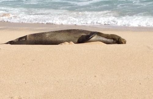 Kahuku House | Glorious Beachfront High End Villa grass to sand