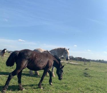 General Rodriguez Apartment | Gran Chateau del Sol
