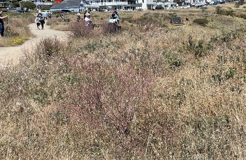 Mendocino Cottage | Guest Cottage