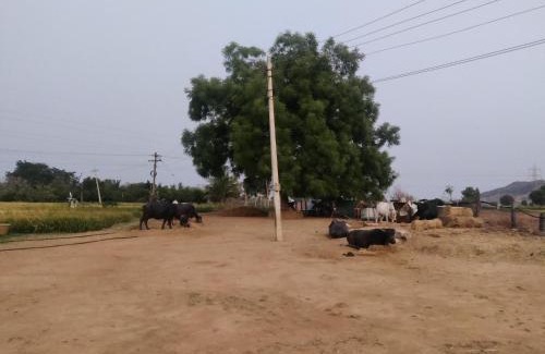 Sirsilla House | GuestOwnFarm