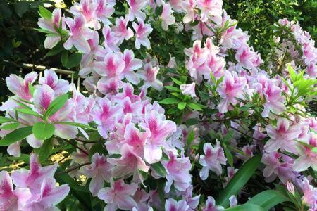 Boulogne House | Habitación en casa con gran jardín