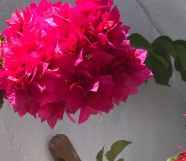 Cantillana Apartment | HACIENDA LA MACARENA DE SEVILLA