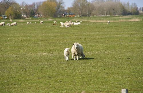 Vollerwiek Apartment | Haus DeichWelle