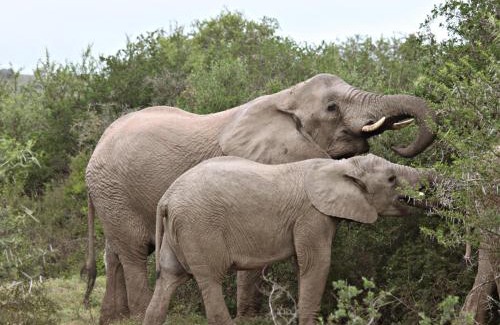 Paterson Cabin | Hlosi Game Lodge - Amakhala Game Reserve