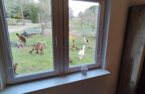 Bad Muenstereifel House | Holiday home alpaca view 🦙