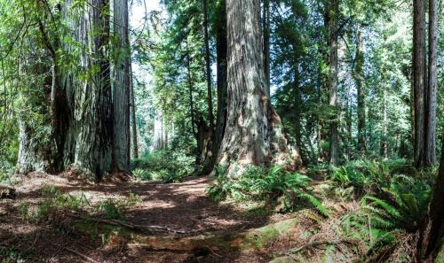 Klamath Hotel | Holiday Inn Express Klamath - Redwood Ntl Pk Area by IHG